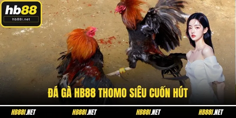 Đá gà HB88 Thomo siêu cuốn hút