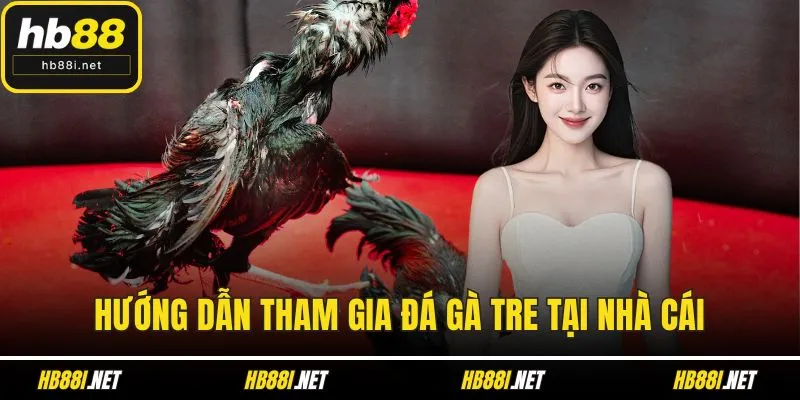 Hướng dẫn tham gia đá gà tre tại nhà cái