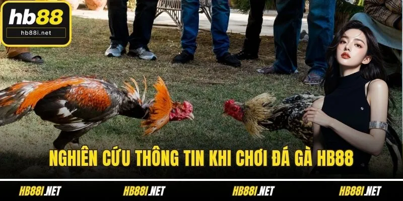 Nghiên cứu thông tin khi chơi Đá gà HB88